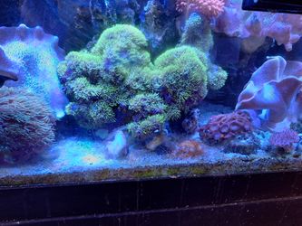 Aquarium Saltwater decorations