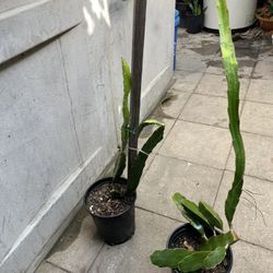 Red Dragon Plants Rooted Pot $10 Each 