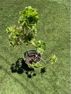 Succulents