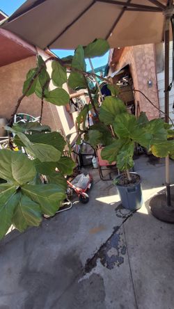 6ft. Fiddle Leaf Fig Tree  - Mature and healthy -  3 branch canopy