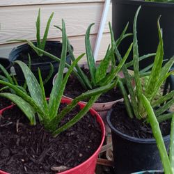 Aloe Vera Plants