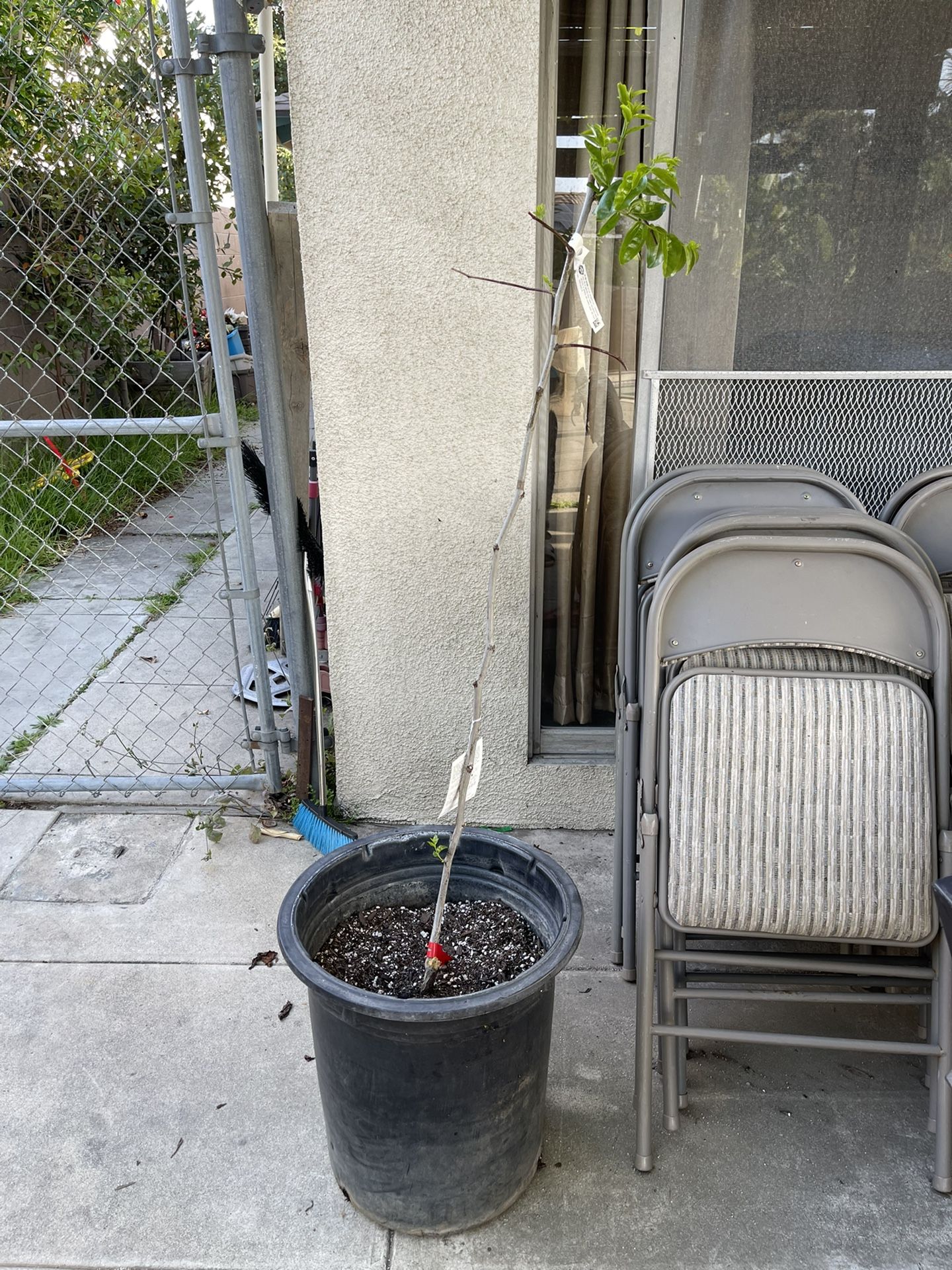 GA 866 Jujube Tree