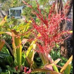 BROMELIAD Landscape Plant Red Flowers