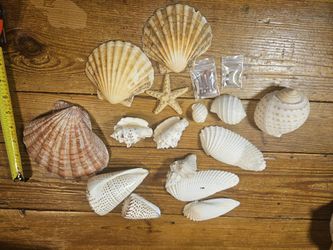 Sea Shell Lot Starfish Clams Shells
