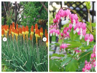 Plants ,flowers , strawberries, rasberries