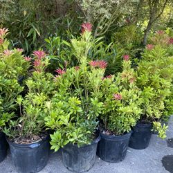 Mountain Fire 🔥 Pieris 
