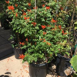 Buch Honey Sucke Plant 15 Gallon Pot 