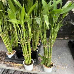 Lucky Bamboo In 4” Clay Pot. SPECIAL PRICE 🤩