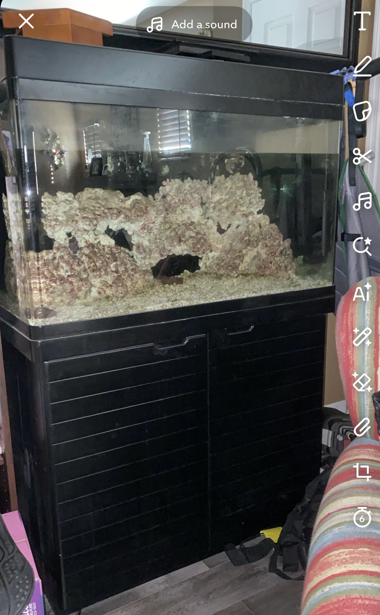 Salt Water Fish Tank