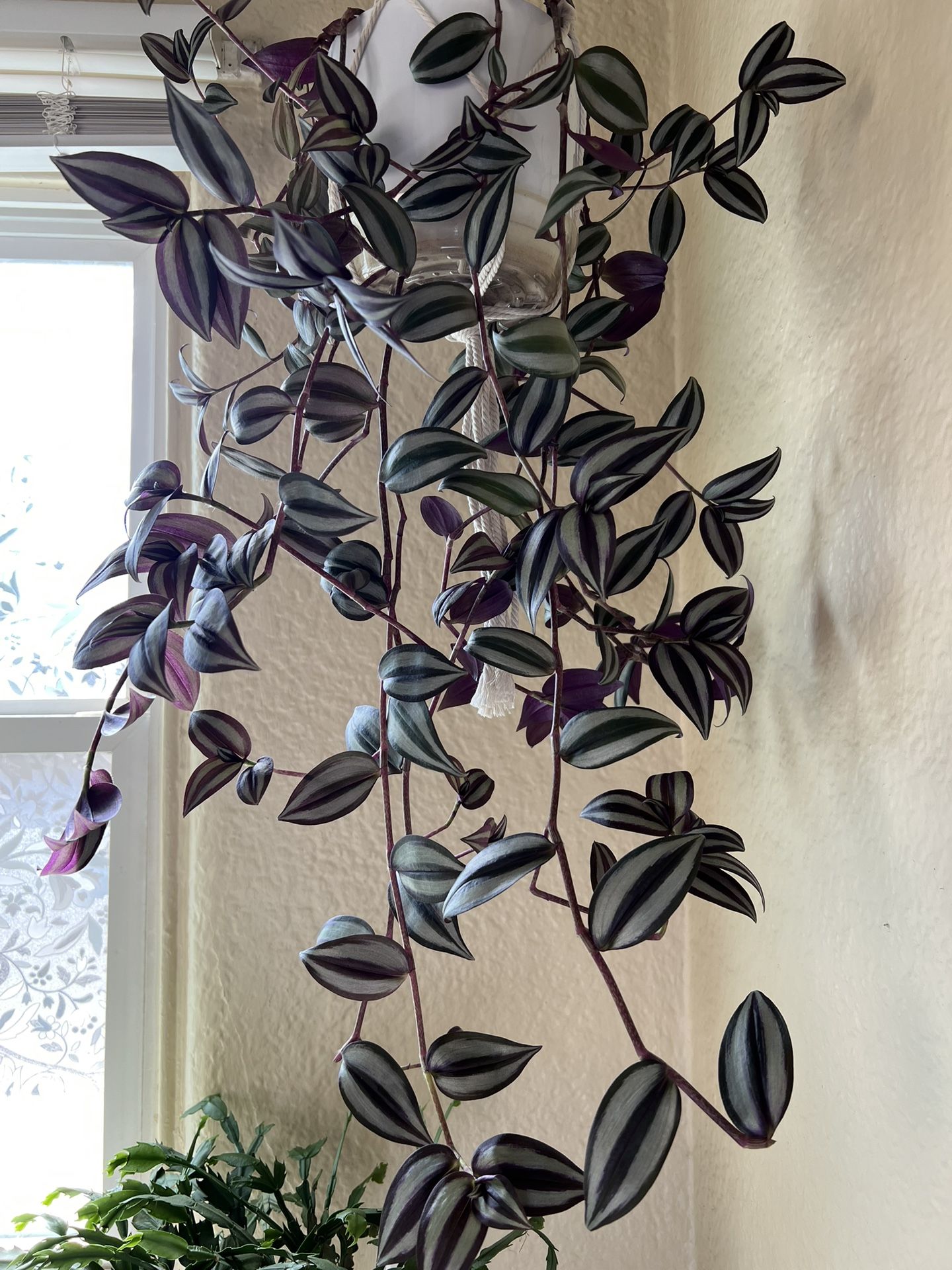 Wondering Jew Real Plant In A Hanging Pot