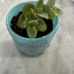 Plant in a nice pot