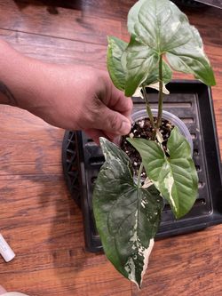 Syngonium Albo