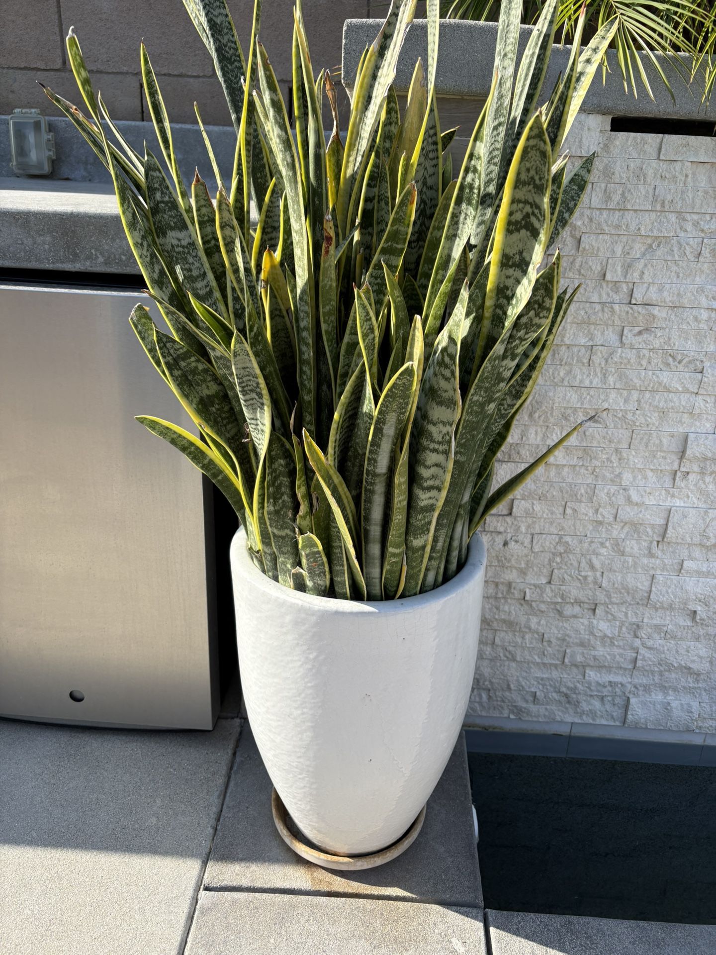 White Ceramic Pot With Live Plant & Soil