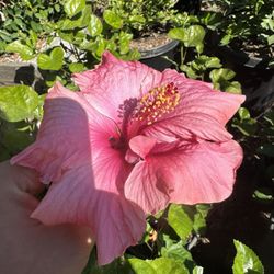 Hibiscus Bush