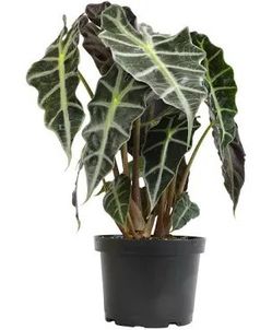 Alocasias