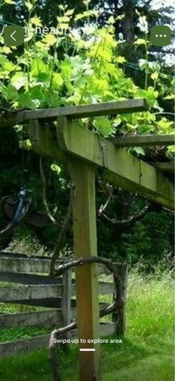 2 grapevines .