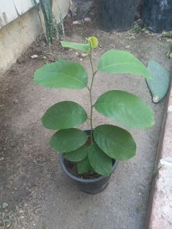 Chirimoya Young Tropical Plant in Black Pot