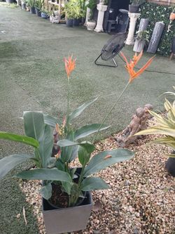 Garden plants from $15🌼