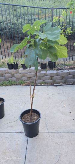 Brown Turkey Fig