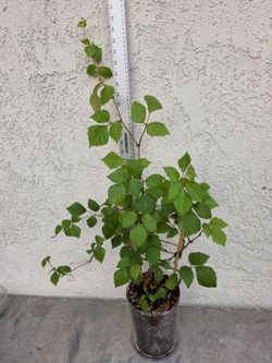 Cissus Rhombifolia (Grape Leaf Ivy plant)