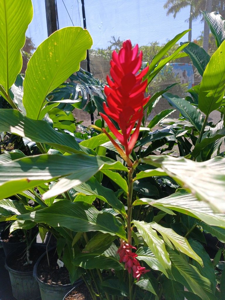 BEAUTIFUL RED ♥️ GINGER PLANTS 25GL $200