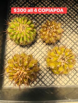 $400 for 4 COPIAPOA cactus imported