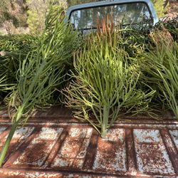 Firestick & Pencil cactus For Sale.  