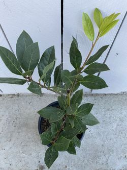 Bayleaf Spice Herb Plant Tree Bay leaf