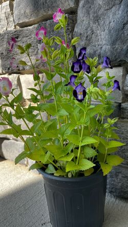 Torenia Flowering Plant