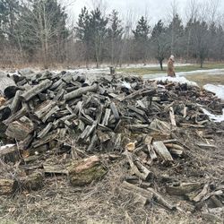 Firewood For Sale - $20 All You Can Take