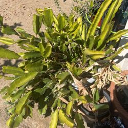 Dragon Fruit Plant