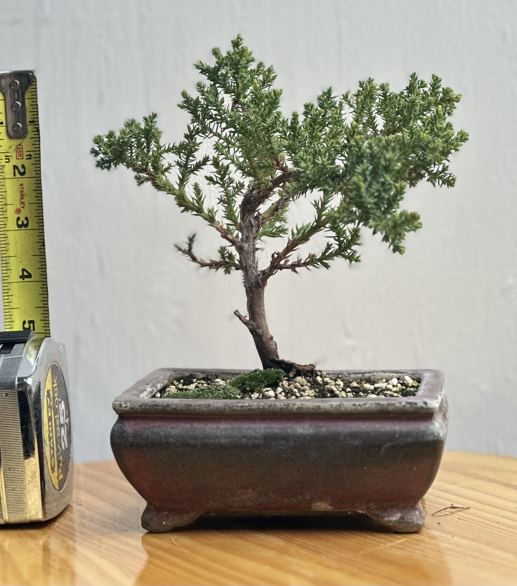 Juniper procumbens Nana Bonsai tree, in clay pot with Kyoto moss #2