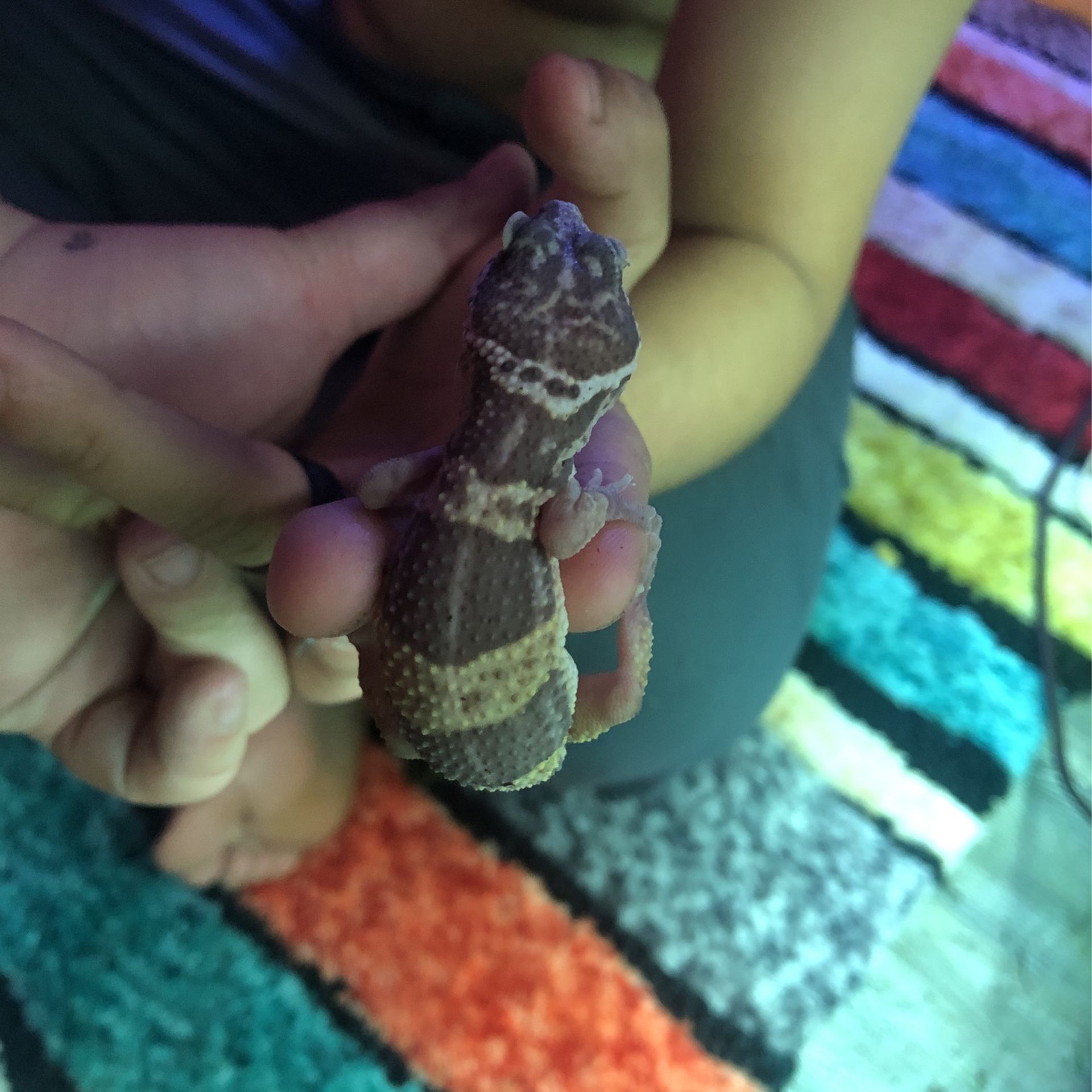 Gecko Enclosure