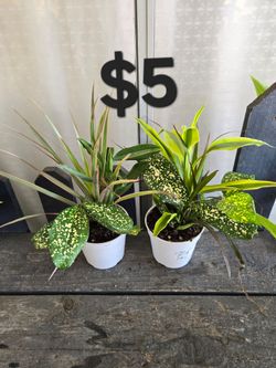 Plantas mixtas