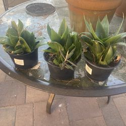 Sansevieria Jade Plant