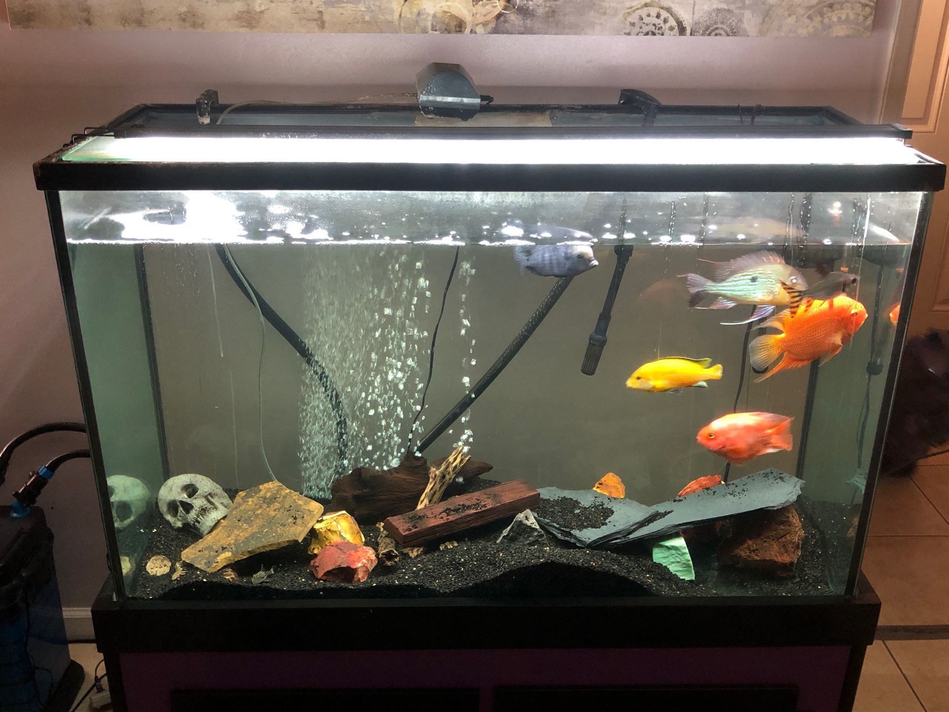 150 gallon fish tank with everything you see