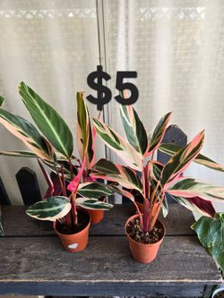 Triostar Plants