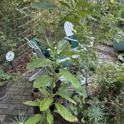 5ft Avocado tree.  Ready To Transplant.