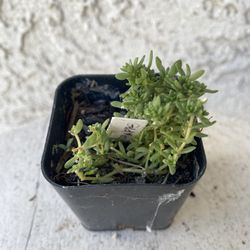 2 Inch Pot Succulent Plant - Sedum Acre - Gold Moss  - Rooted & Established - Drought Resistant 🪴 Great Baby Shower or Wedding Favors 