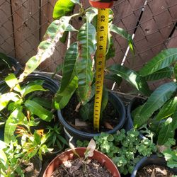 Mango Tree