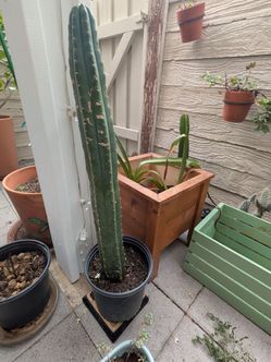 San Pedro cactus