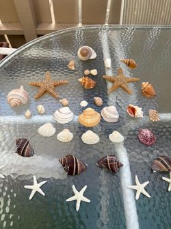 Box of beautiful sea shells and star fish