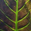 Dappled Leaf