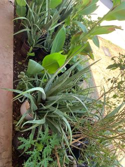 A wide array of canna lilies Aloe Vera and plenty more Plants