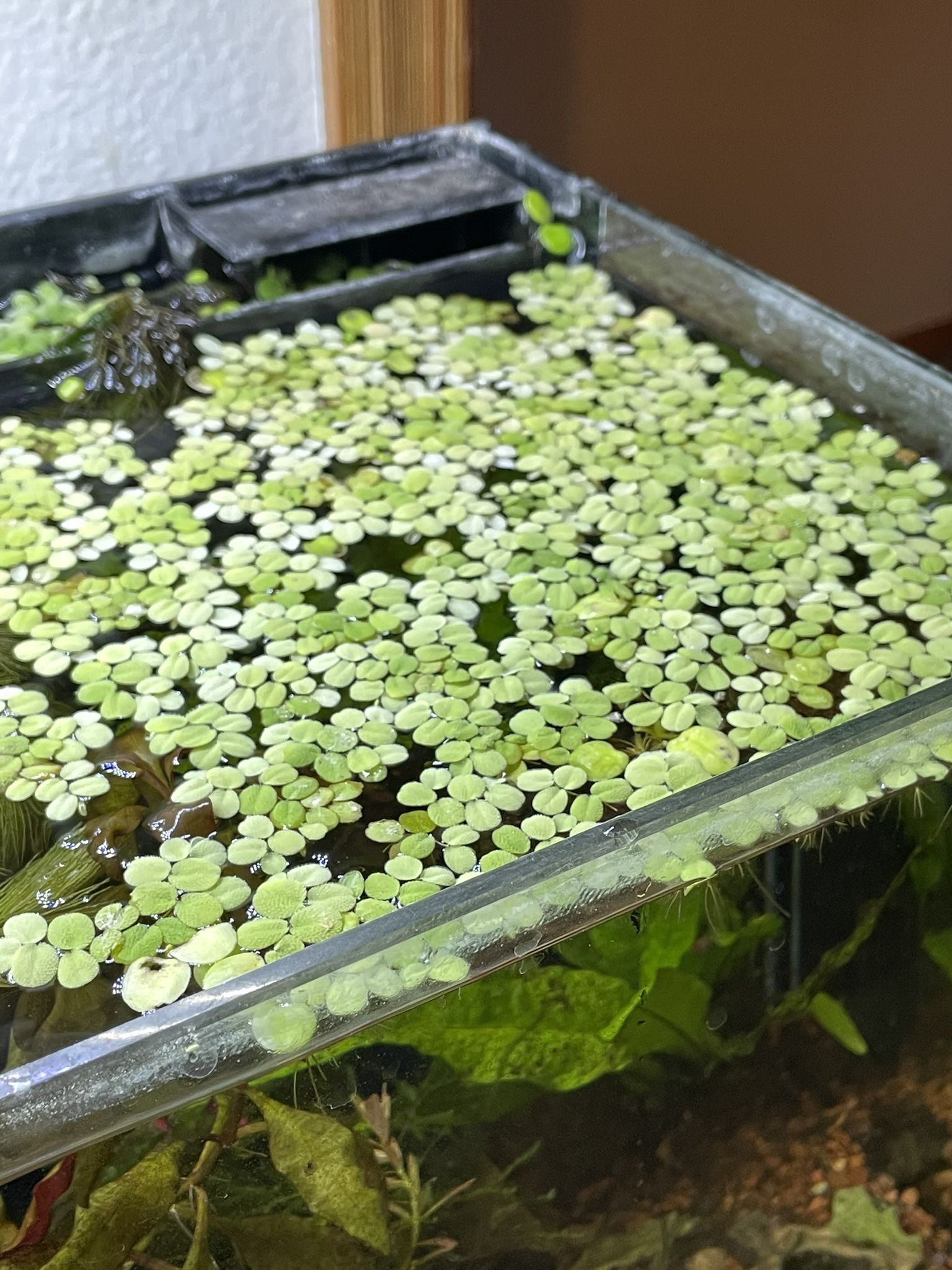 Water Spangle Live Floating Aquarium Or Pond Plant