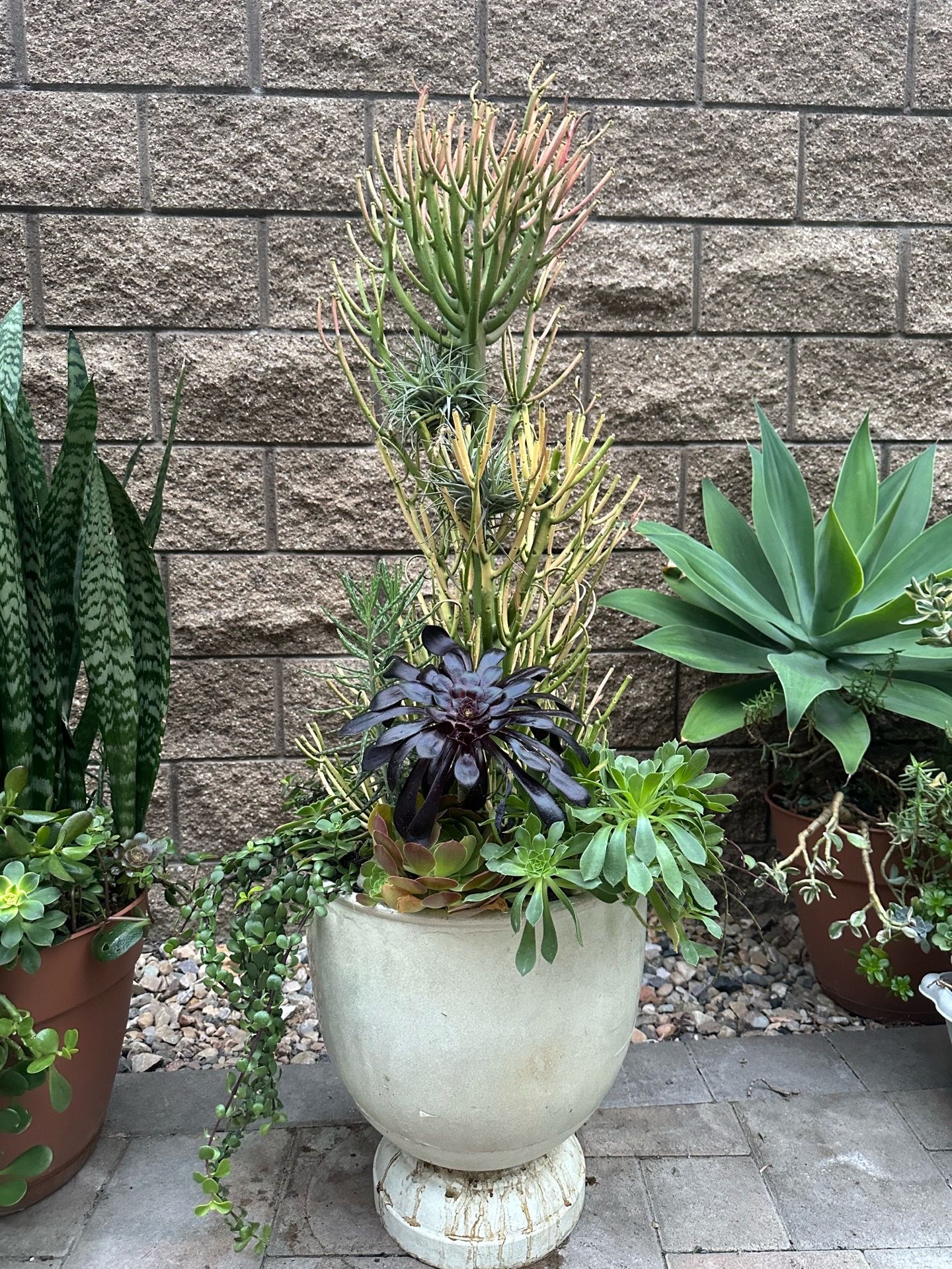 Assorted Succulent Plants