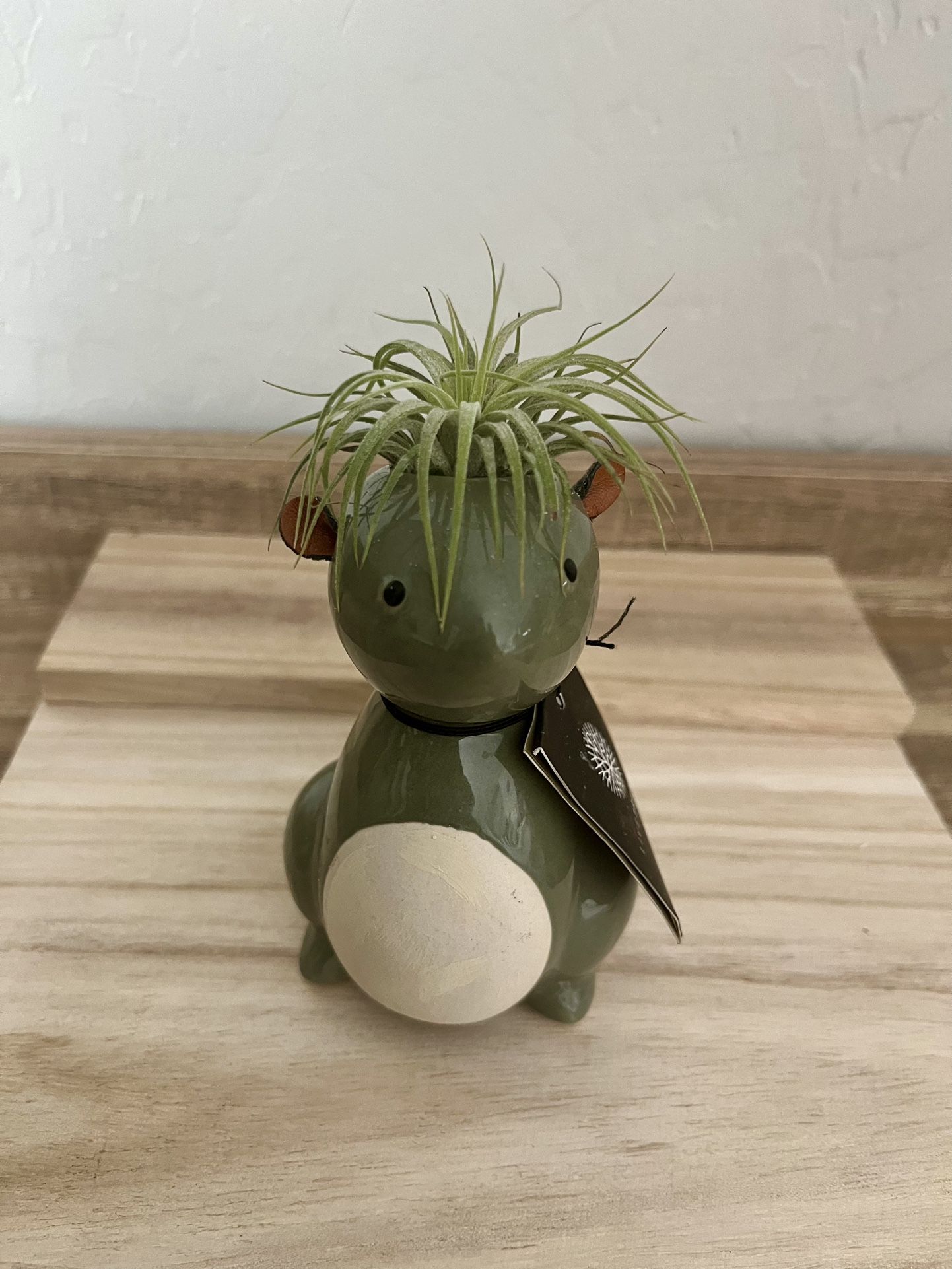 Ceramic Squirrel w/ Leather Ears-Potted Air Plant