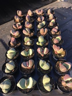 MIMICRY ROCK PLANTS - $6/ea