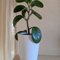 Healthy Beautiful Indoor Plant(Large Peperomia)