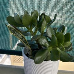 Jade Plant 